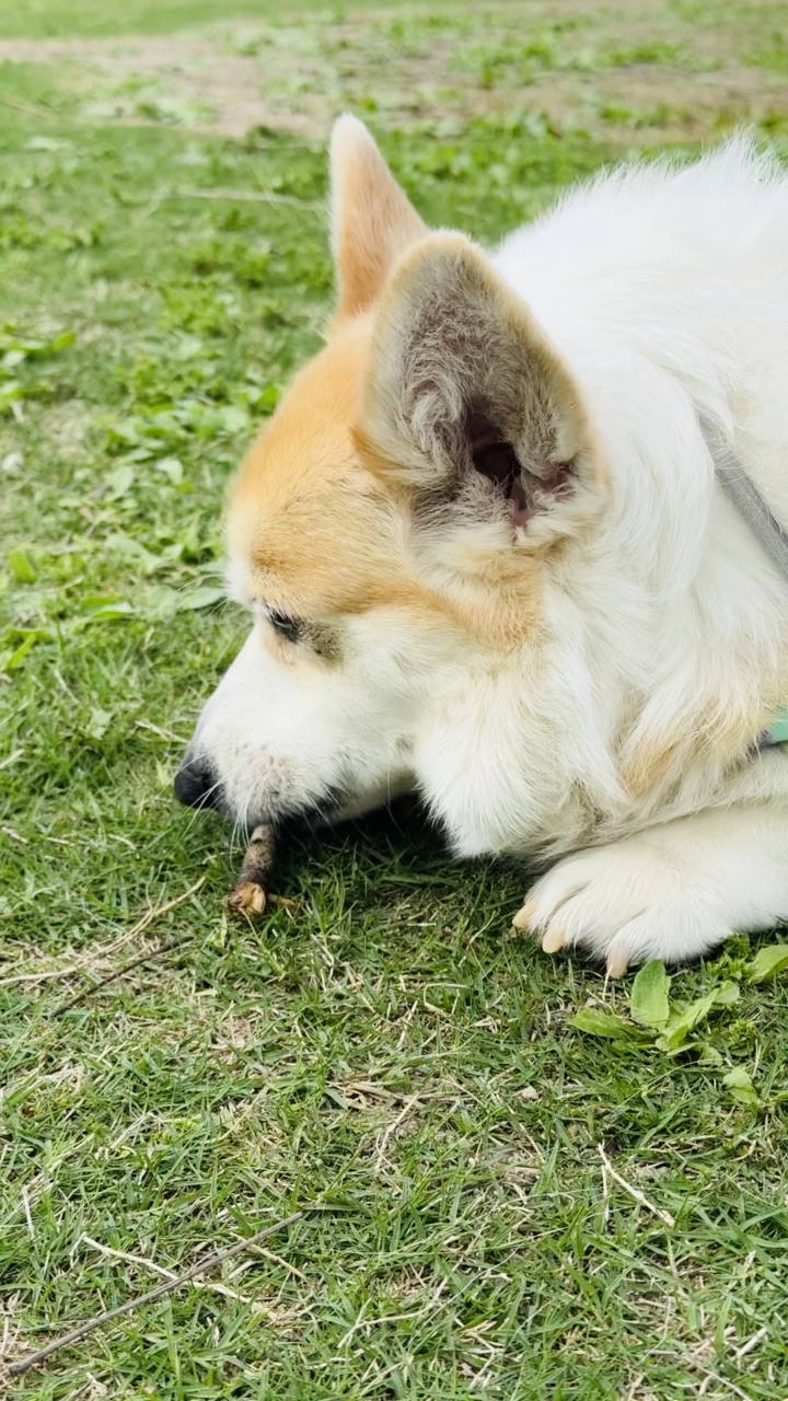 大自然的磨牙棒