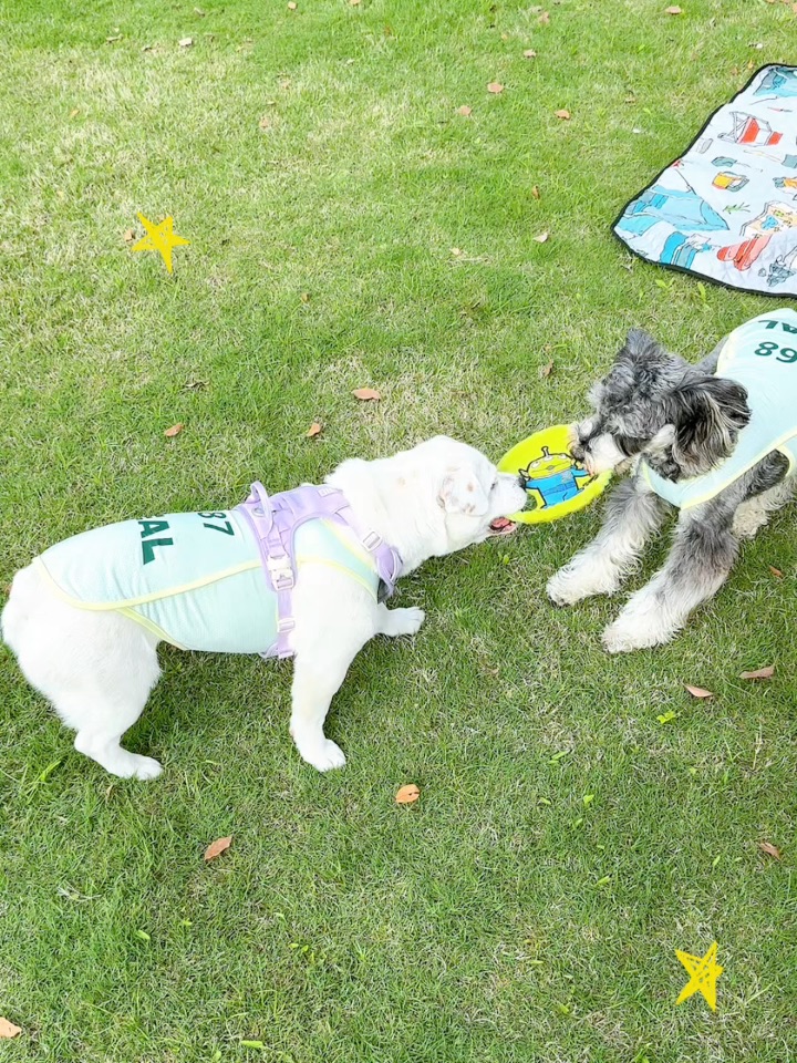 小狗的春季运动会