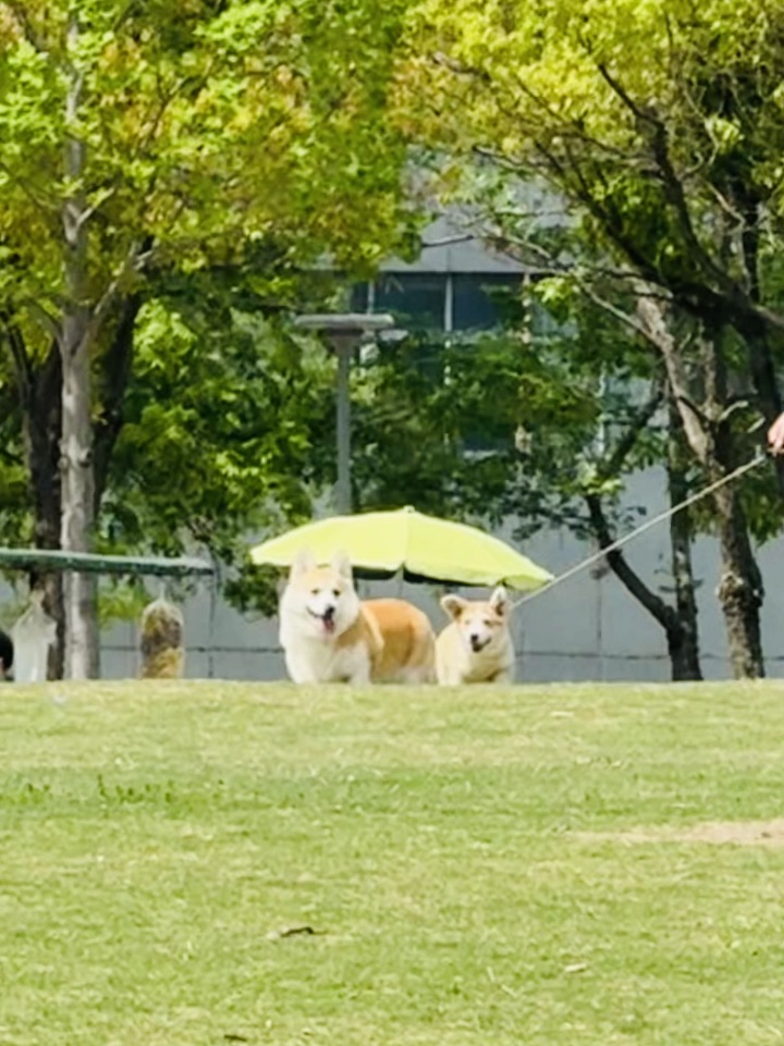 天好～带小狗去社交吧