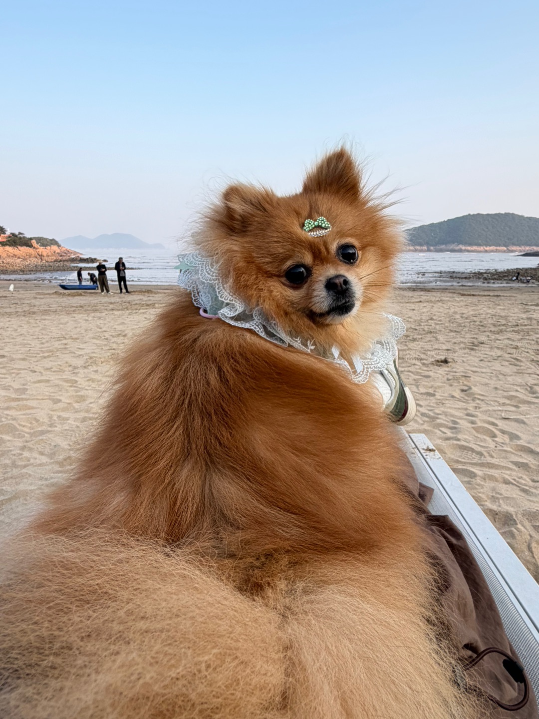 和小狗一起等日落🐾