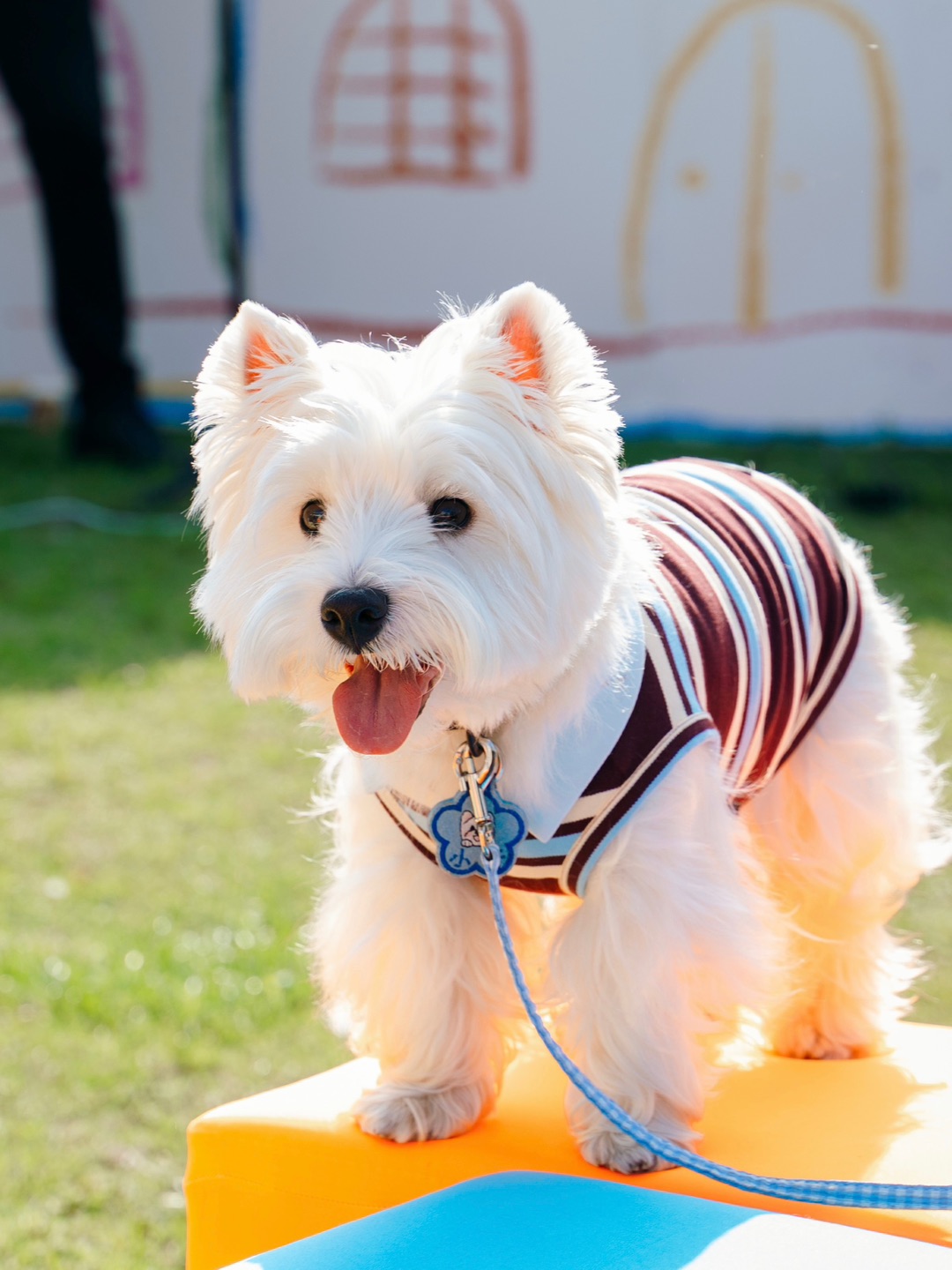 春天和我一起遛狗吧~🌿