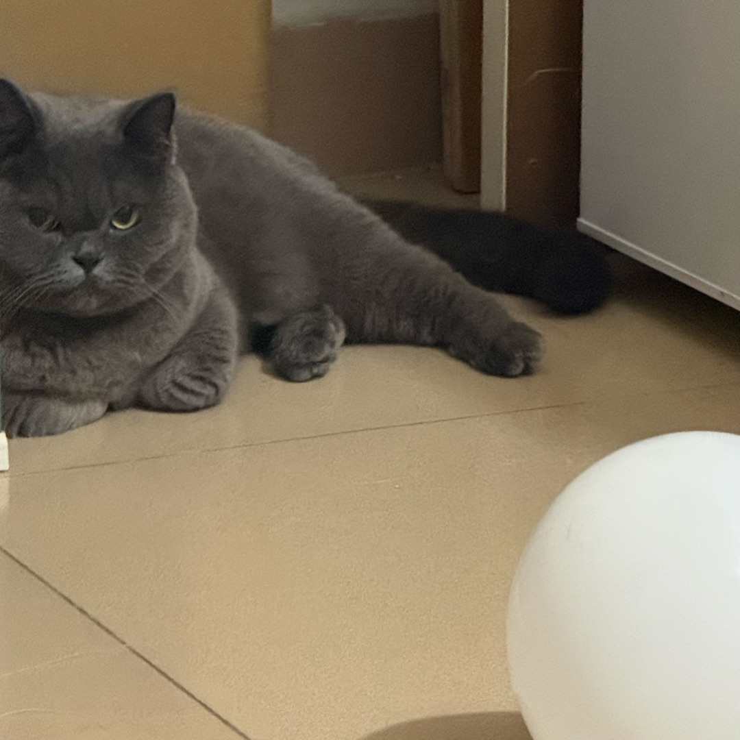 皮皮的高冷脸vs元宝的软萌杀