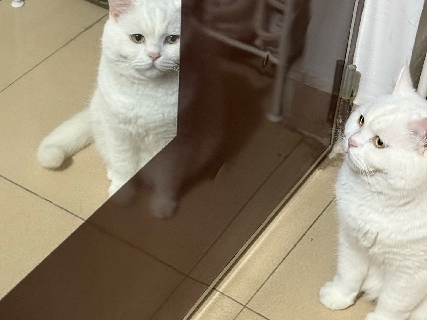 镜子里的另一个我