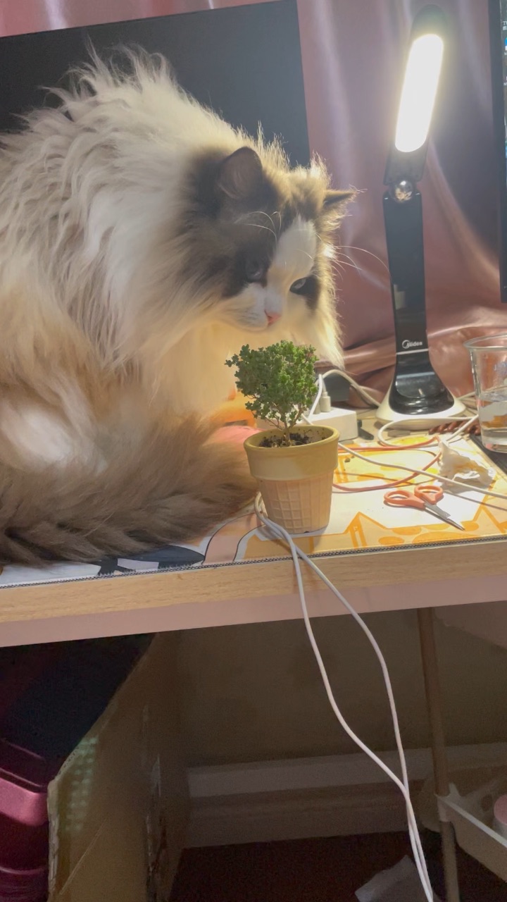 哈哈哈哈哈哈哈哈我笑到头掉哈哈笑得想头掉哈哈哈哈哈哈哈哈哈笑得