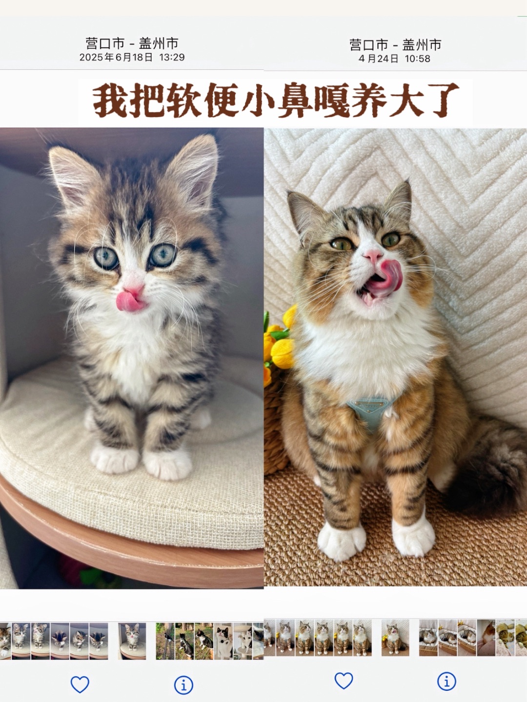 软便小猫不再软便啦，嘻嘻✌︎˶╹ꇴ╹˶✌︎多亏了这个猫粮哦！