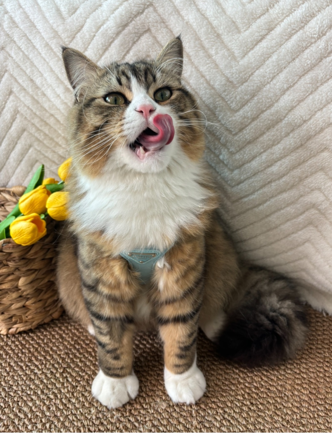 买了新的胸背，就等着天气好出去玩啦！哈哈(◍•ᴗ•◍)，激动