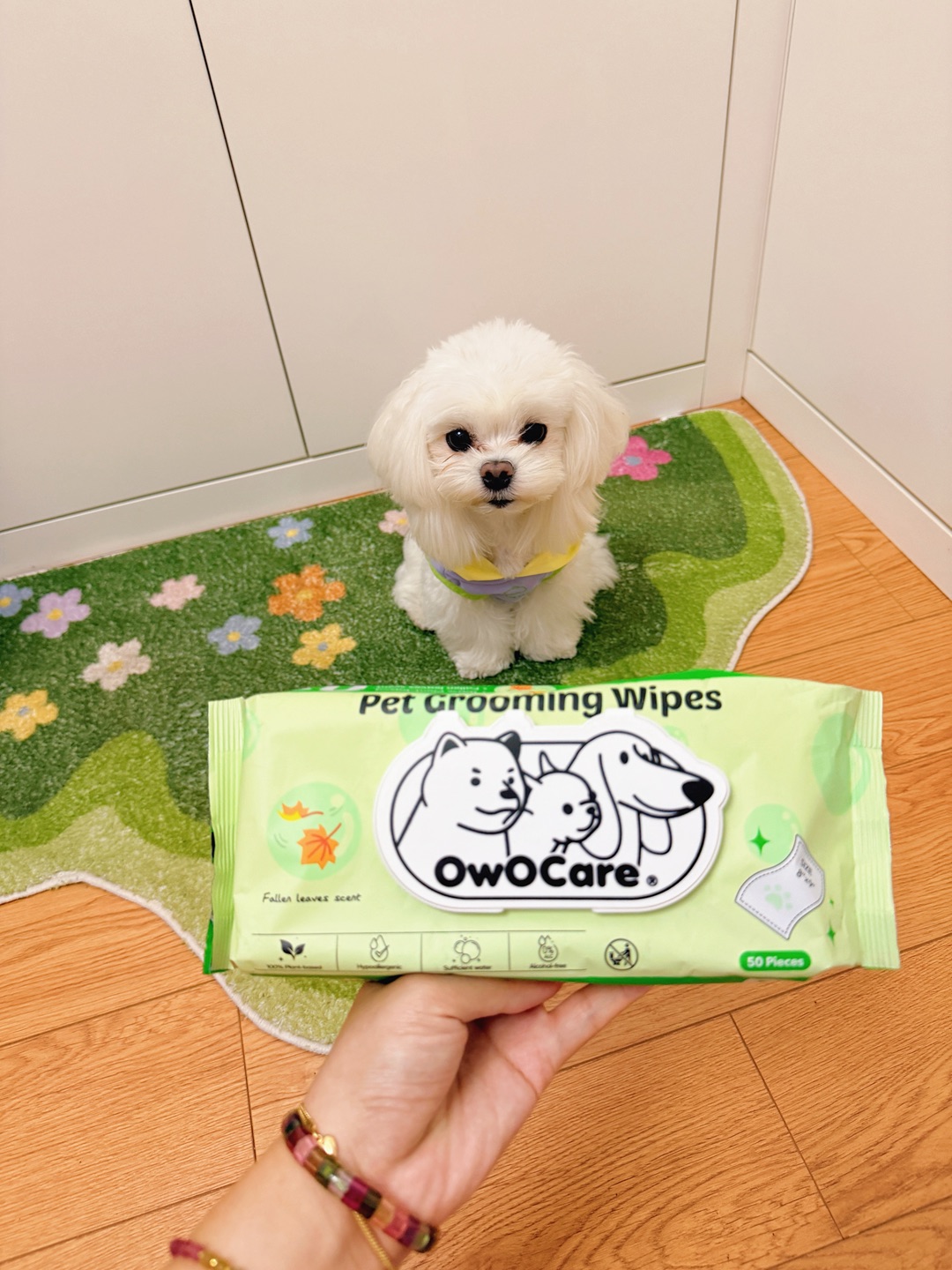 OwOCare宠物湿巾｜马尔济斯擦脸不挣扎神器✨