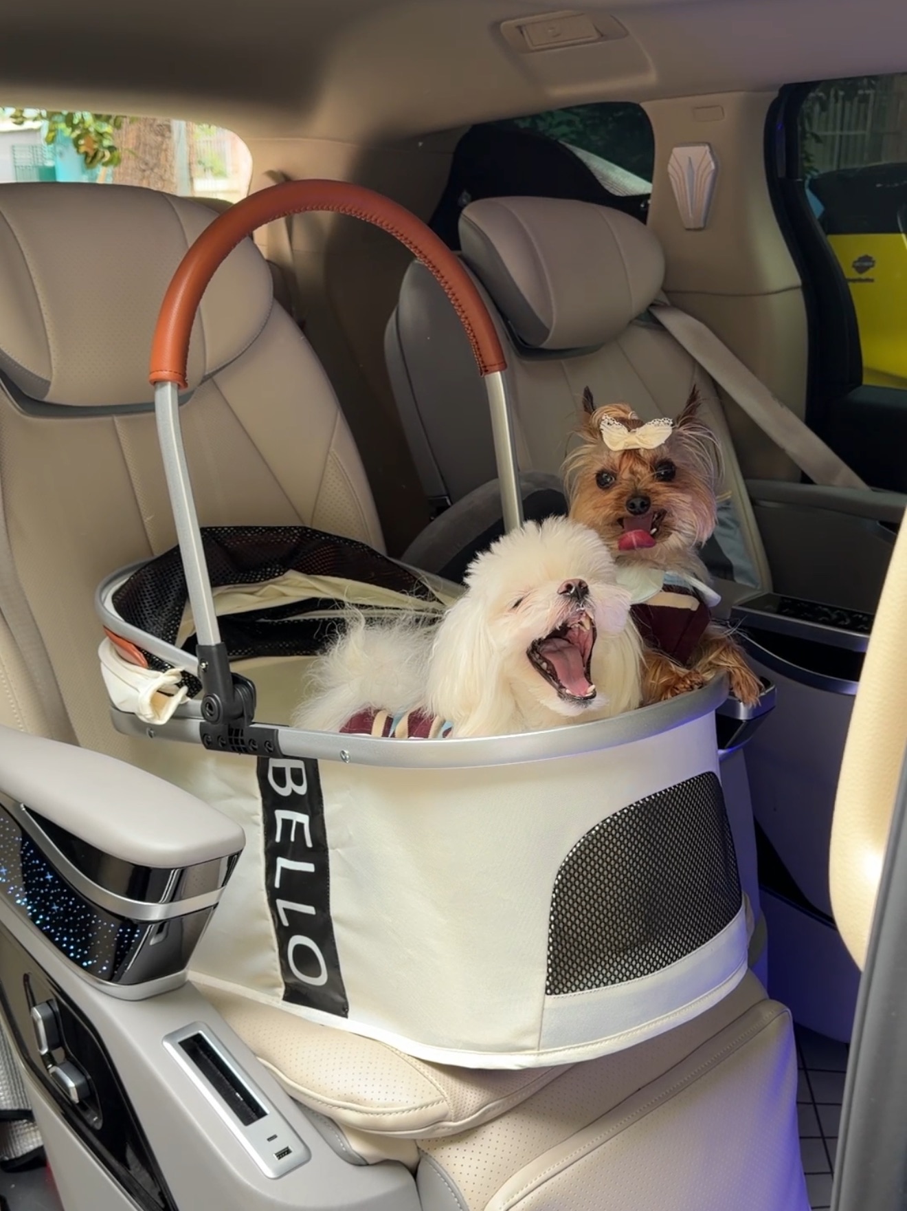 双狗家庭新车🛒大开箱