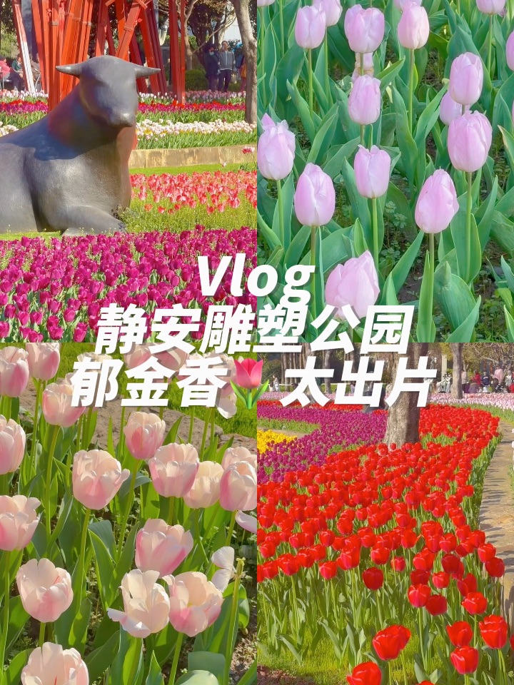 上海美的太超前，静安的郁金香🌷花海绝美……