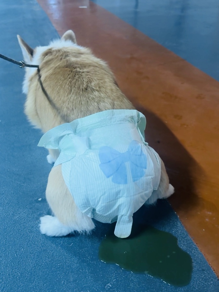 柯基母狗尿布有推荐的吗