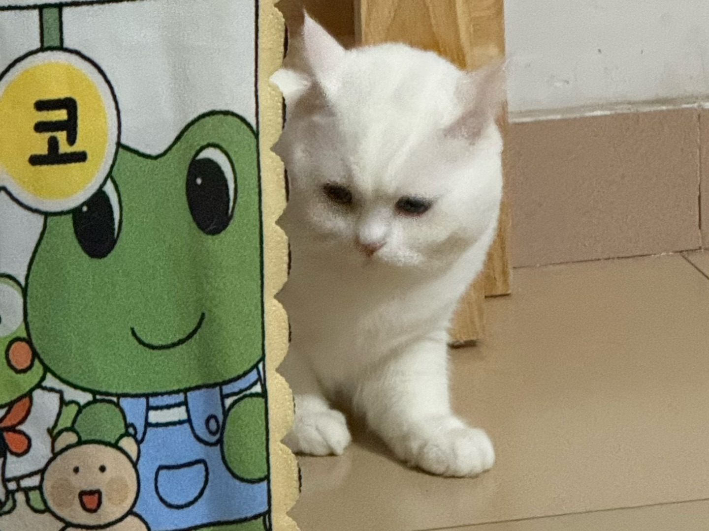 🥺奶白小团子的探头杀