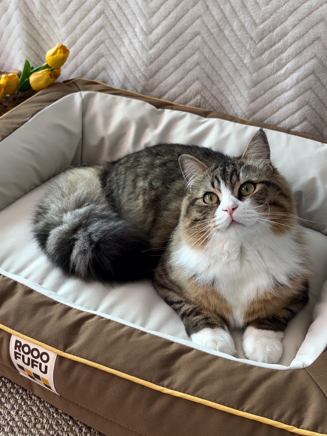 咪也是睡上超级大沙发了，真的好舒服呀嘻嘻嘻嘻✌︎˶╹ꇴ╹˶✌︎