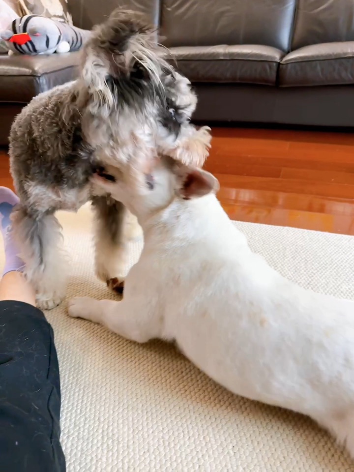 还好按下了暂停键