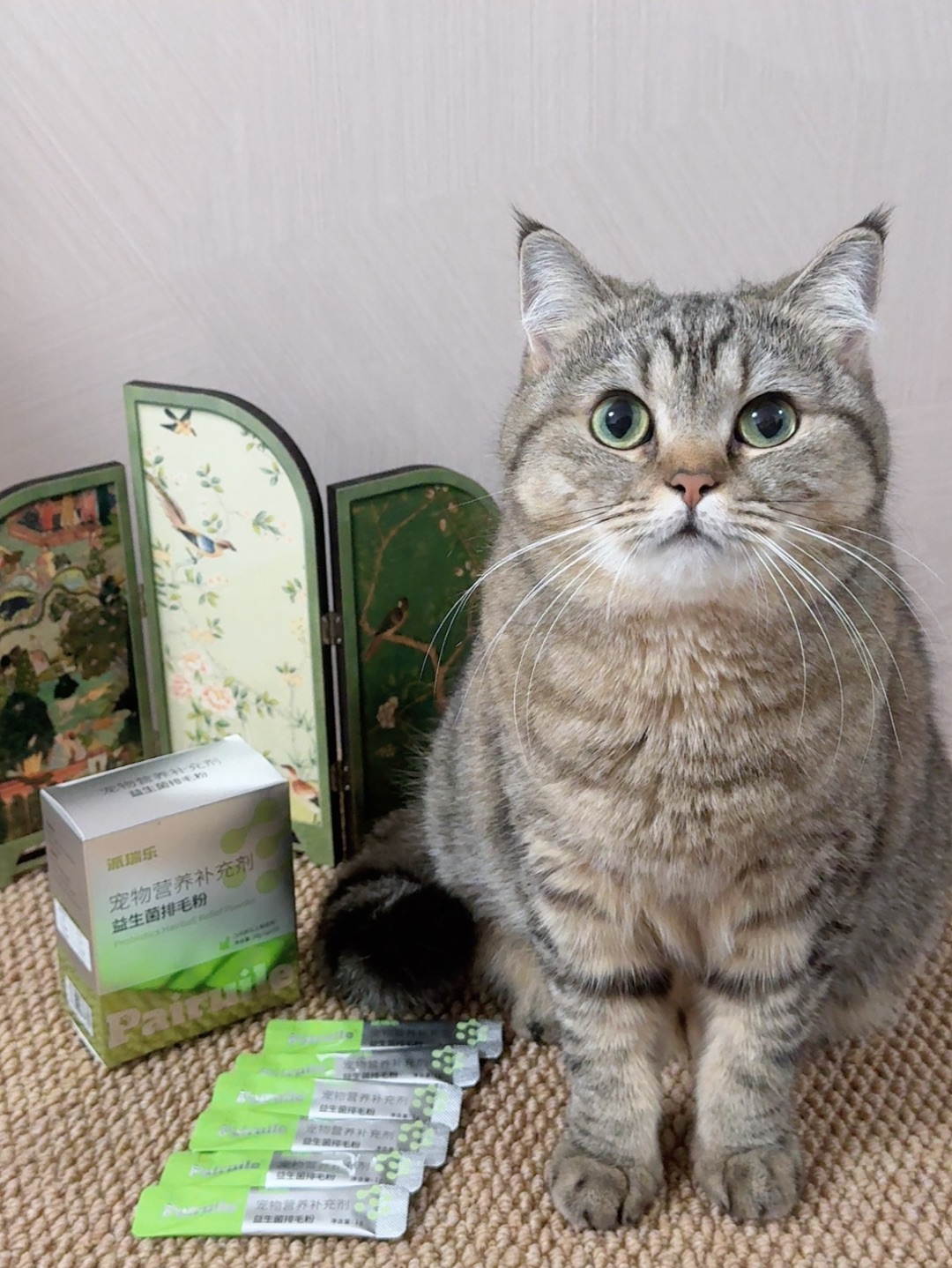 换毛季救星✅三百不吐毛球的秘密被我找到了