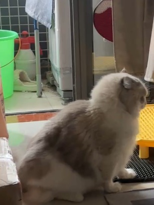 眼里只有某猫15-2