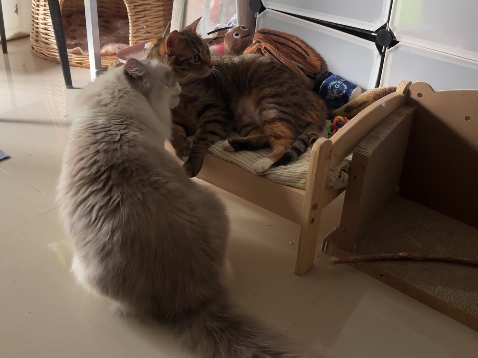 我家猫咪的日常15-1