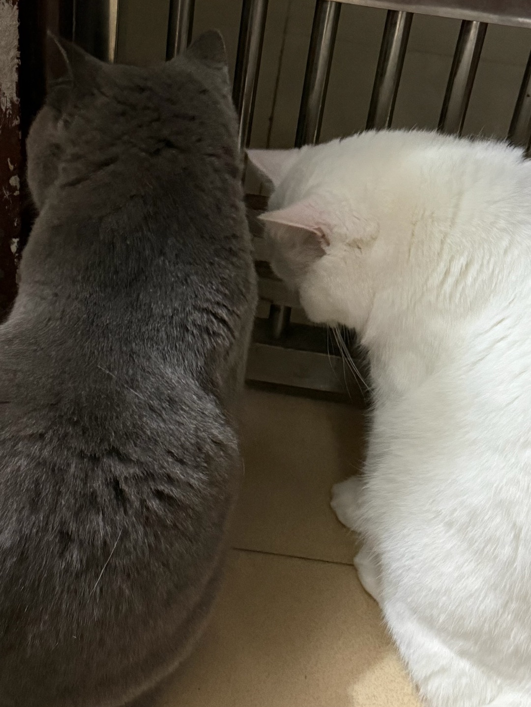 两只小煤球和棉花糖的日常✨