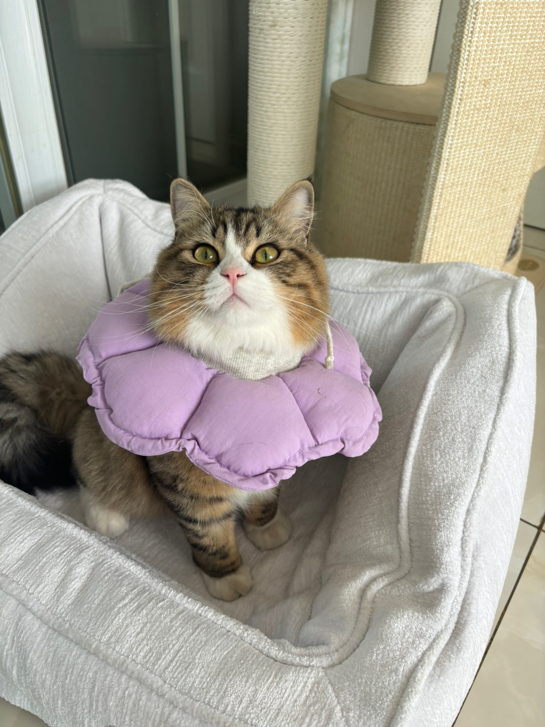 一朵紫色的太阳花，真的是太可爱(*ෆ´˘`ෆ*)♡了，哈哈哈