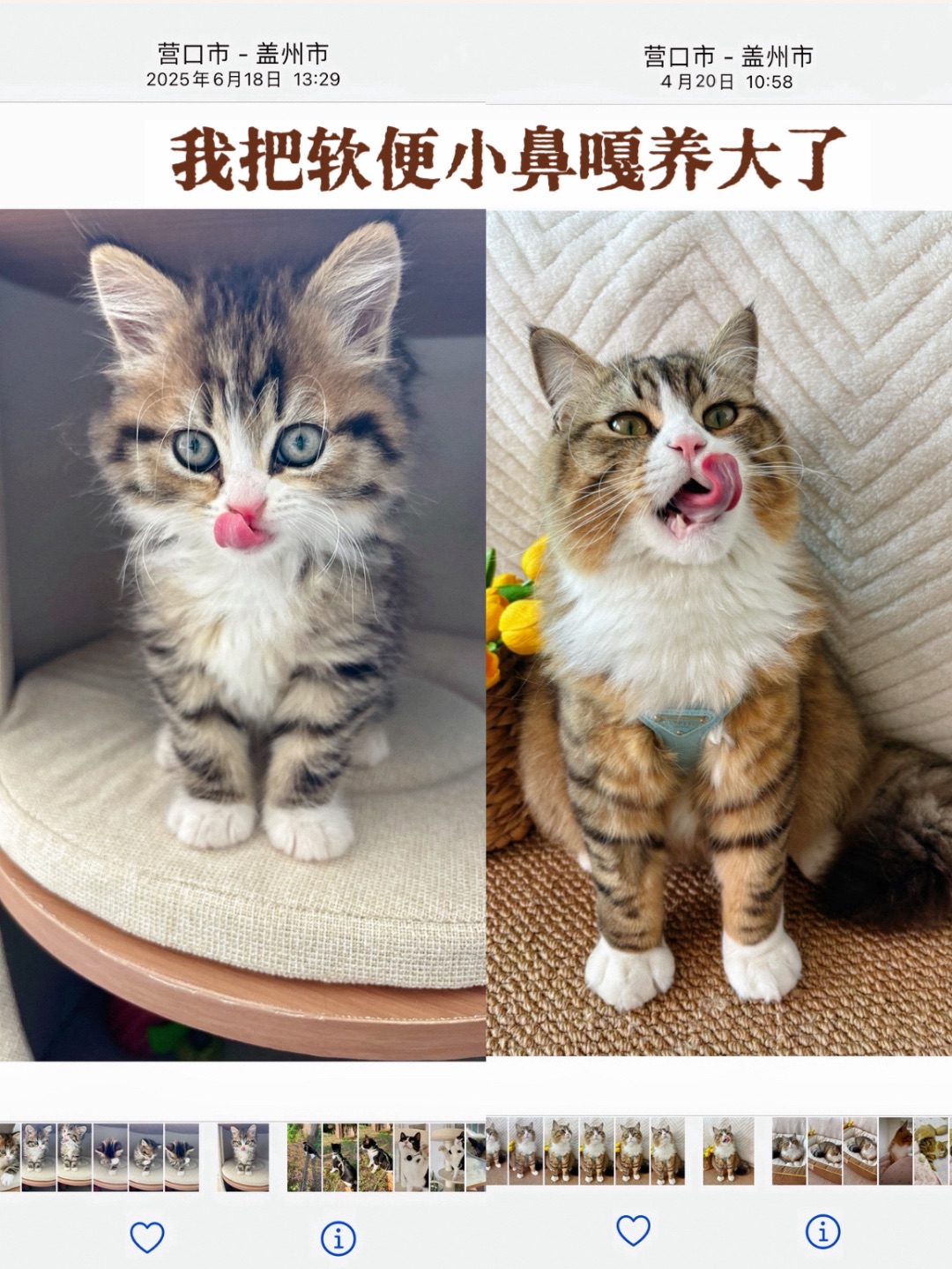 好吃的猫豆子，还能预防软便，真的不错，很推荐的(#^.^#)