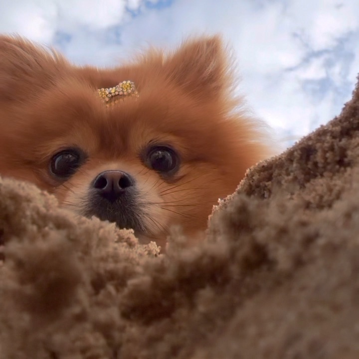 这就是被埋视角吗