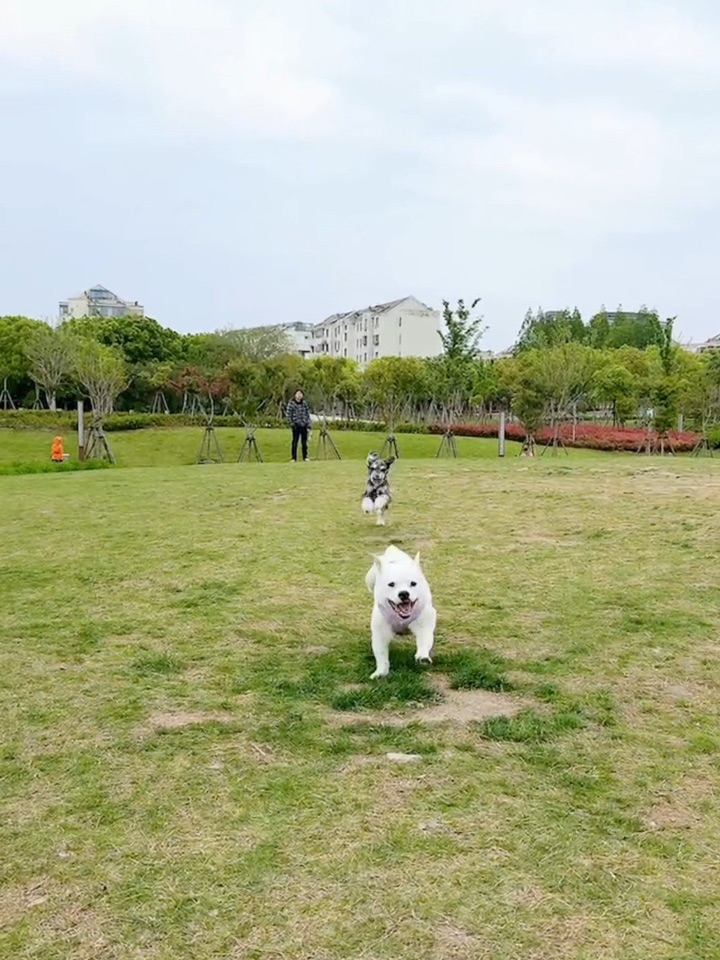 Duang一只小猪朝你跑来