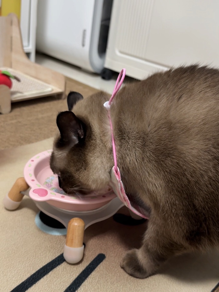 小猫为了喝水有多努力 小圆圆实在是可爱！！ 硬是把脸挤进去了