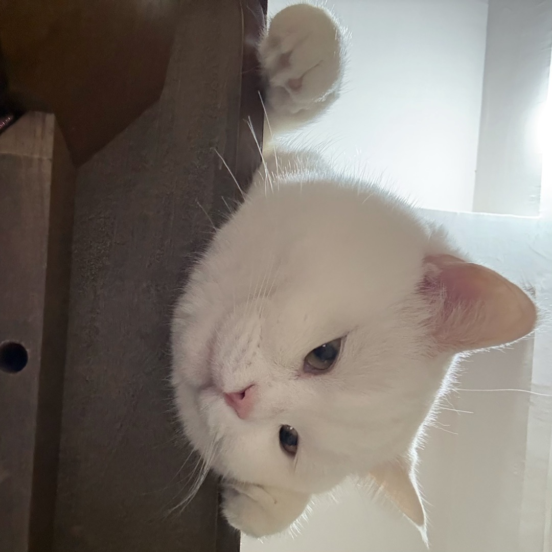 从桌子缝冒出来的哈基米