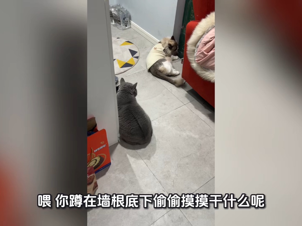 两猫不知道在干什么