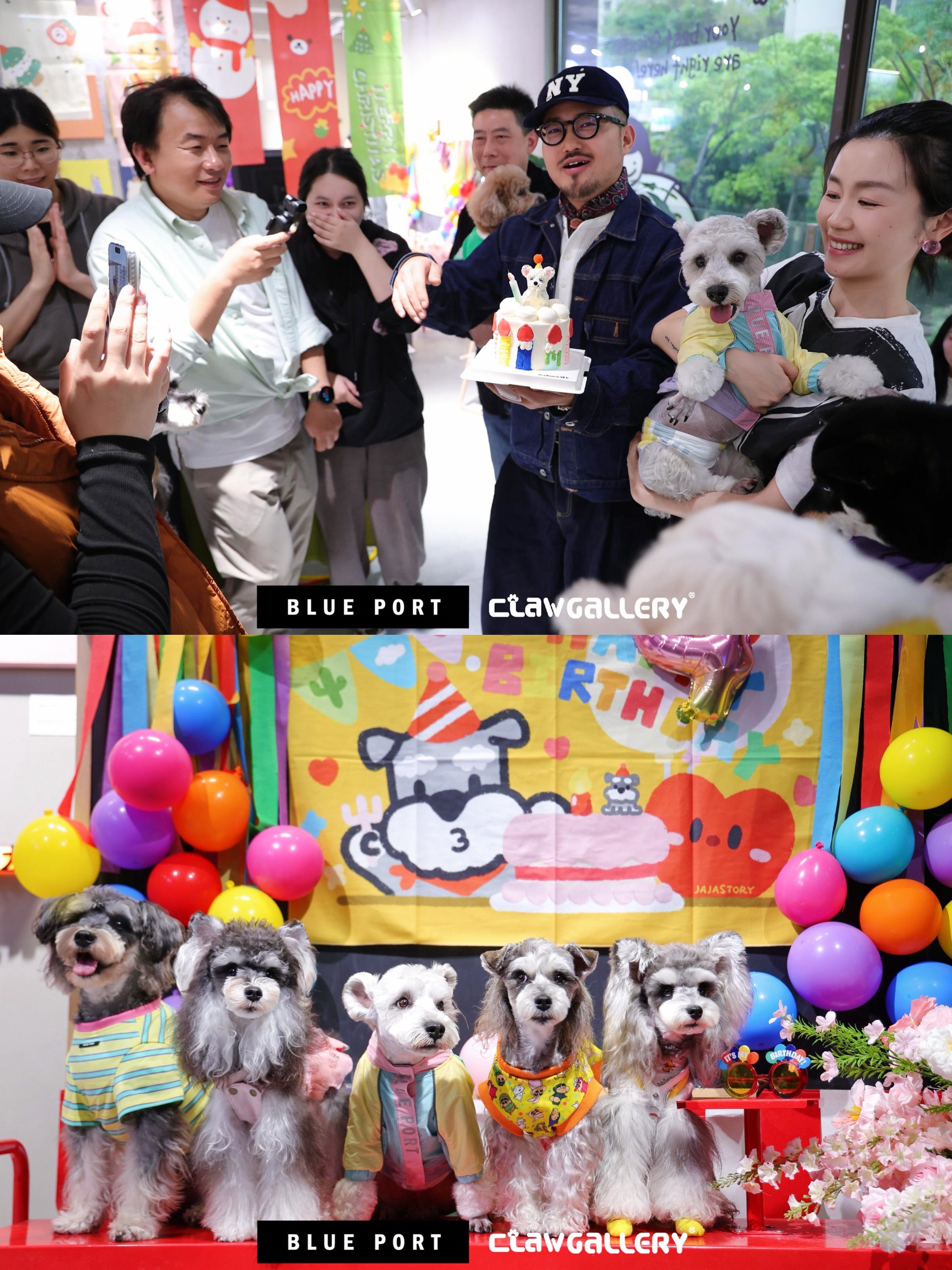 给雪纳瑞Yuki宝宝过生日