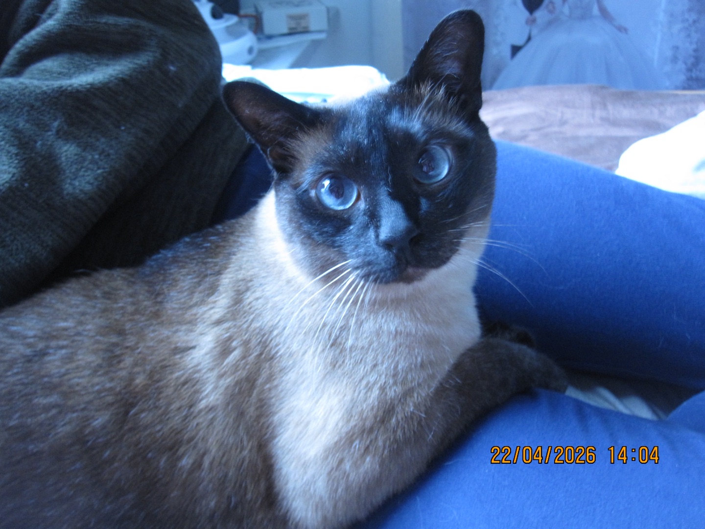 15年前的相机和今天的小猫