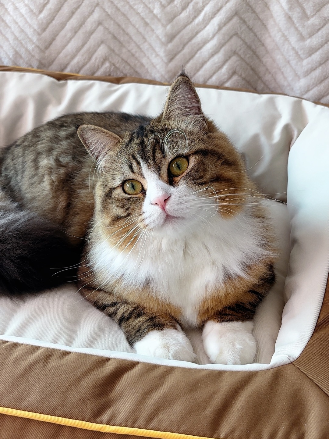 ヽ(^0^)ノ*\(๑• ₃ •๑)(^_^)ノHi~ o(*￣▽￣*)ブ