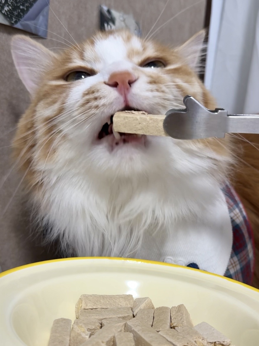 🧺无菌蛋冻干🐈一口轻松拿捏小猫  80%鲜鸡肉+可生食无菌蛋，用料肉眼可见的实在 独立小包装太贴心了，一次一袋不浪费不受潮，出门也能揣两包方便喂食 外层酥脆内里流心脆，口感超丰富 我家猫抱着啃，嘎嘣脆超香