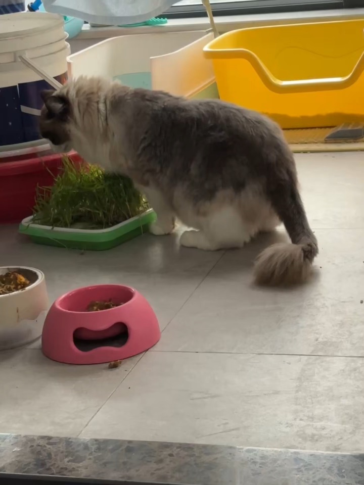 捕捉一只吃猫草的猫