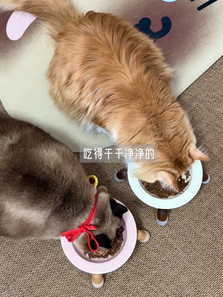 咪的满脑子都是罐！巴不得吃一罐看一罐了