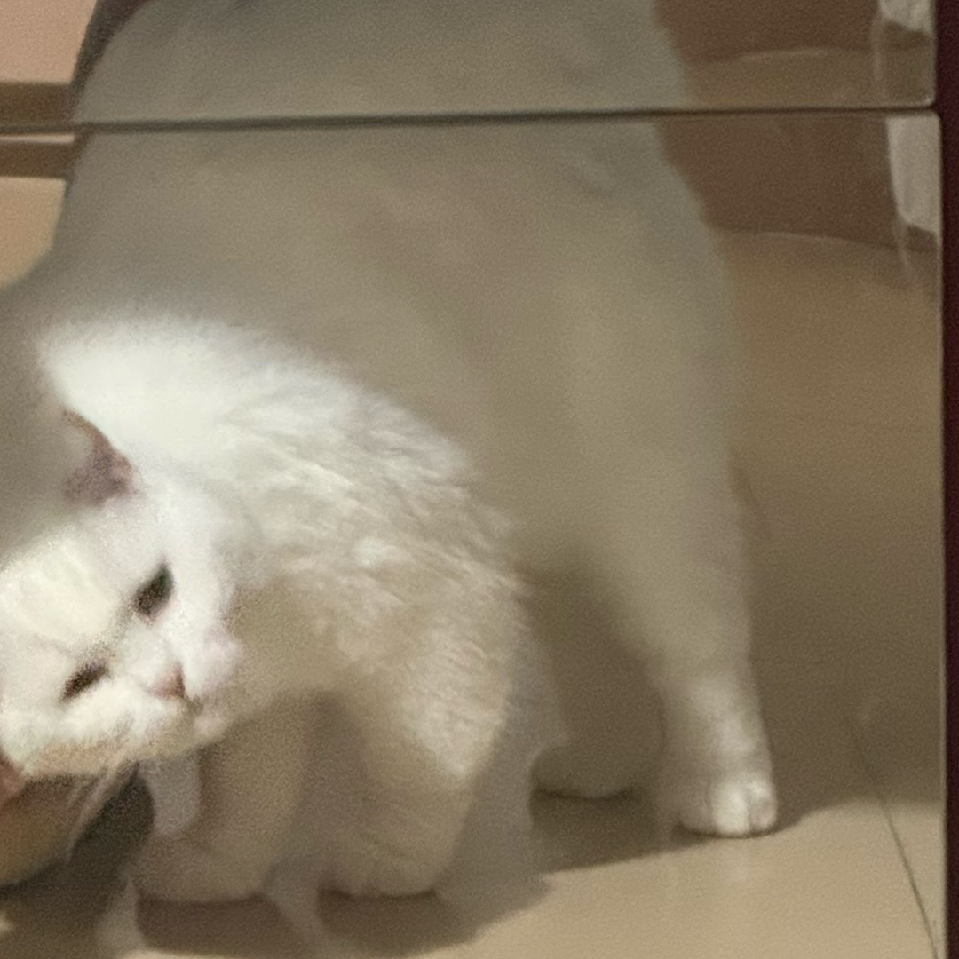 又开始撒泼打滚