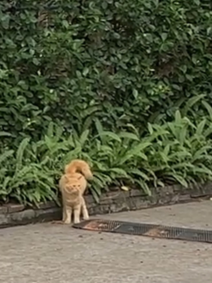 遇见虎皮小咪23