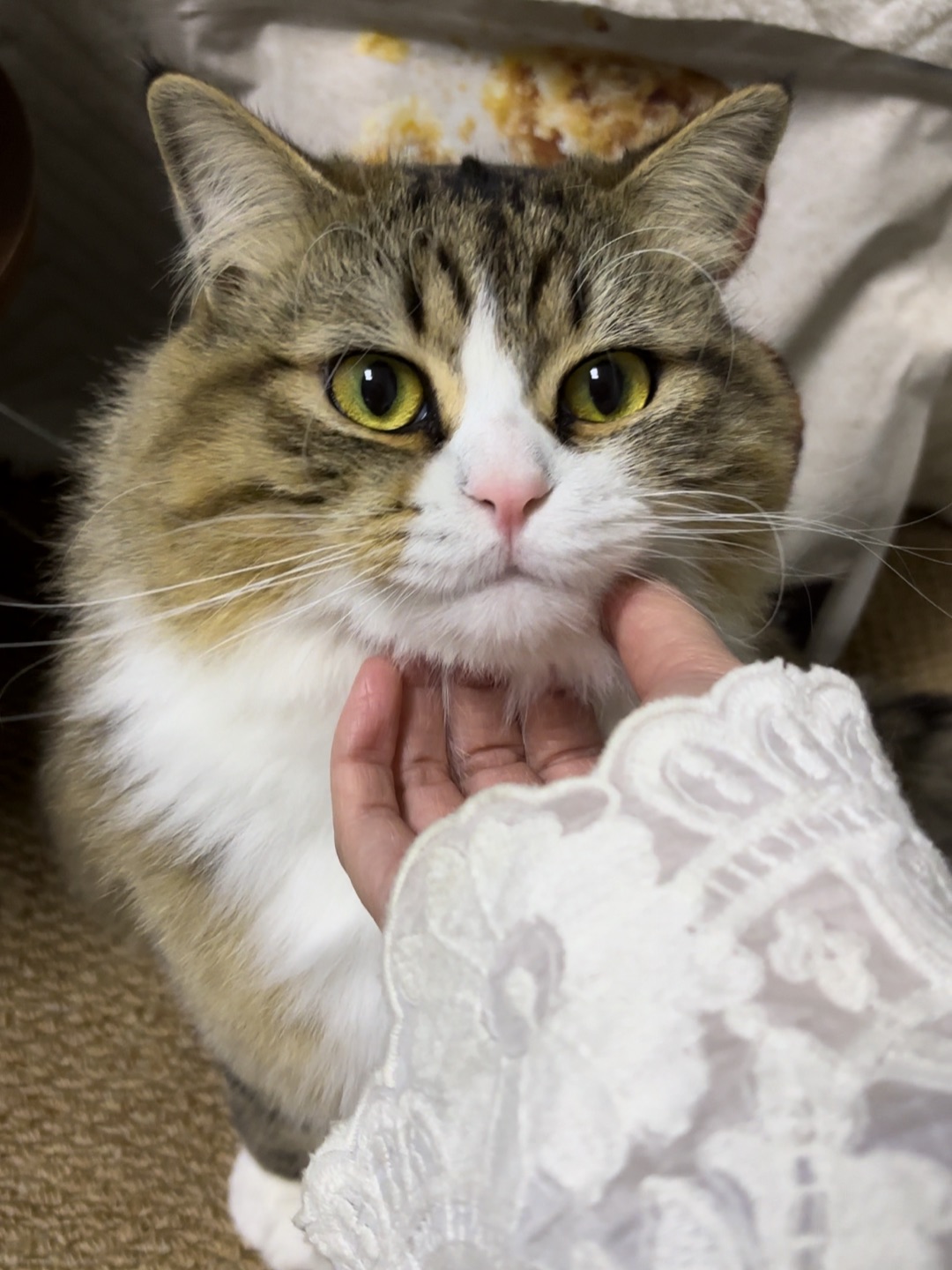 ヽ(^0^)ノ*\(๑• ₃ •๑)(^_^)ノHi~ o(*￣▽￣*)ブ