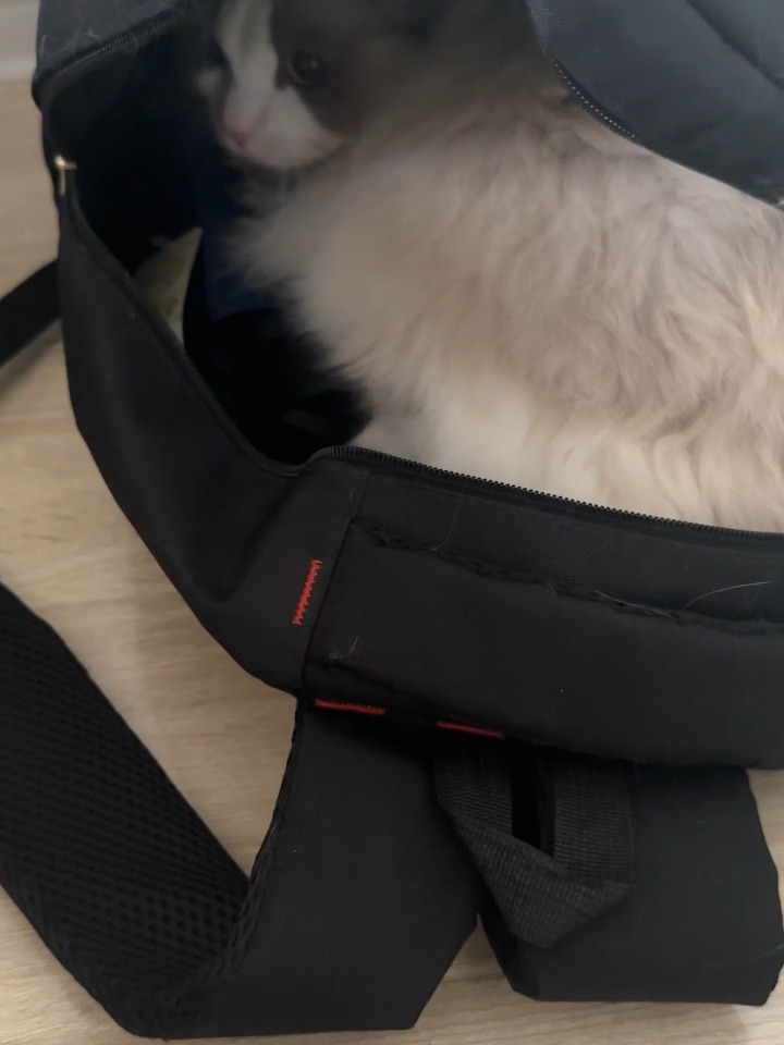 包里藏了个猫