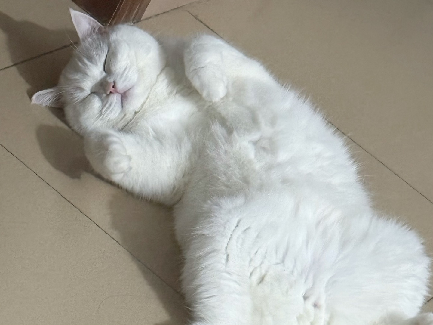 天热了喜欢睡地上💤