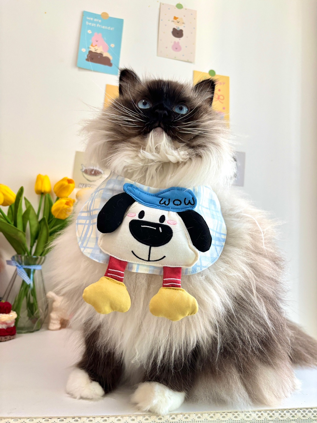 这只布偶猫已经学会“角色扮演”了🤣