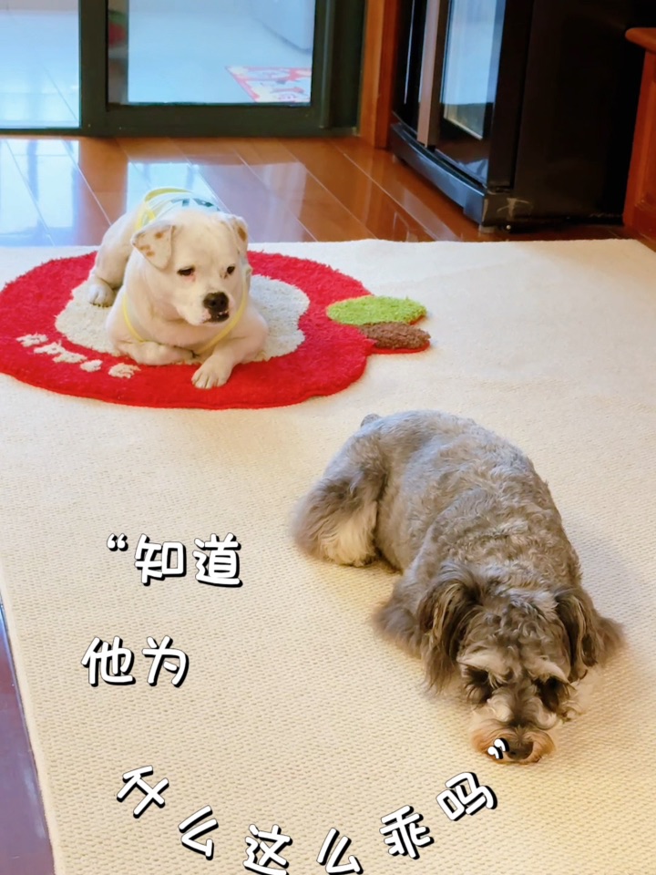 两个月成为和谐的重组二胎家庭