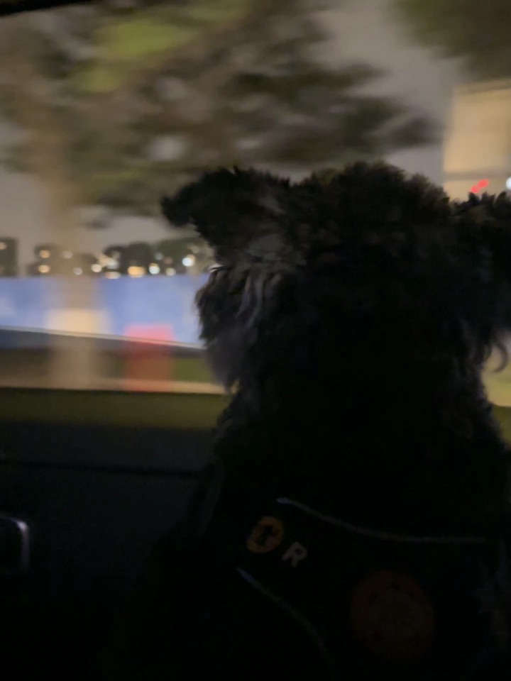 下雨天的遛狗方法