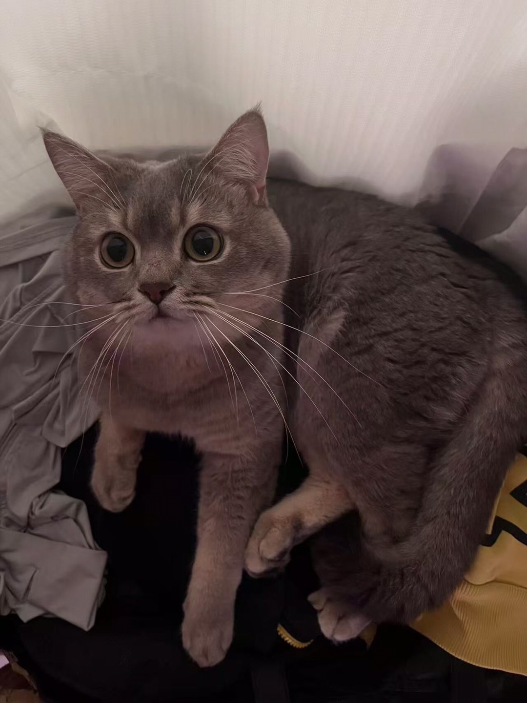 头顶两个妙脆角~