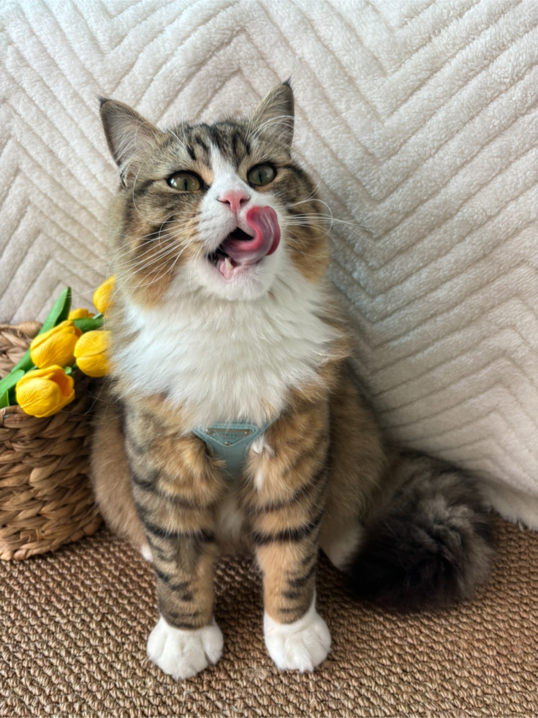 哈哈✌︎˶╹ꇴ╹˶✌︎*\(๑• ₃ •๑)(^o^)／(^o^)／(^-^)/