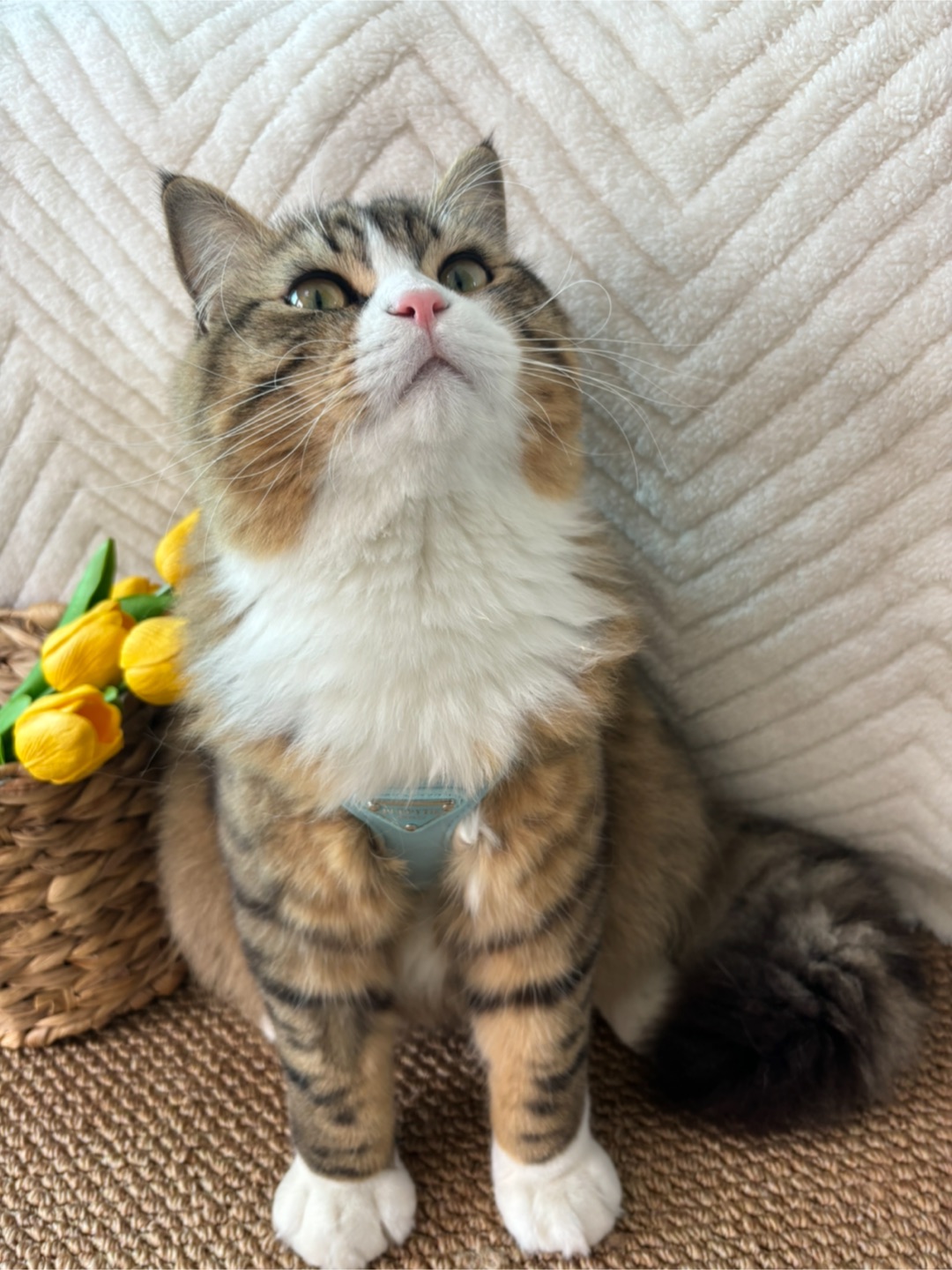 哈哈✌︎˶╹ꇴ╹˶✌︎*\(๑• ₃ •๑)(^o^)／(^o^)／(^-^)/