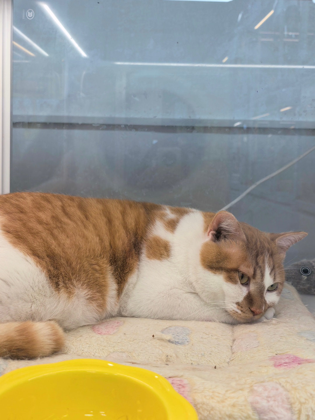 猫在胖，称在看