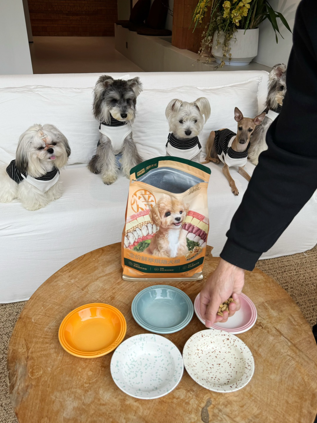 养5只狗的我终于松了一口气