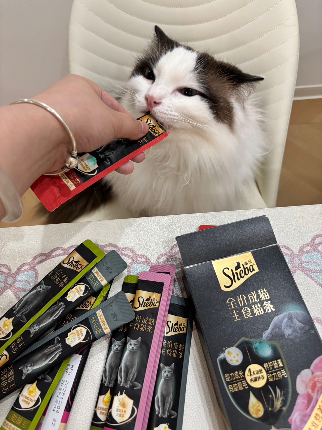 布偶猫为了这口猫条，直接把我拿捏了🤌