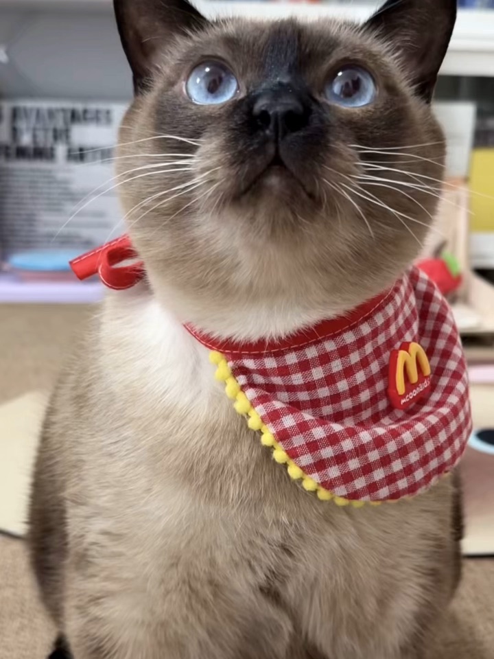 每个月都要给猫咪驱虫❗