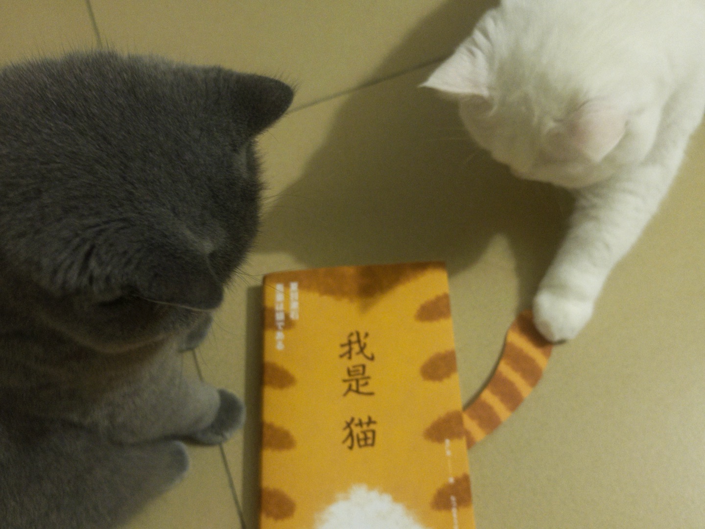 📚🐱猫界文化人